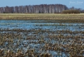 032_Biebrza - kwiecien 2010